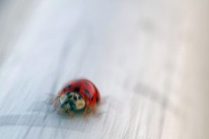 LADYBUG IN A HURRY