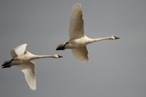 Documentary swans