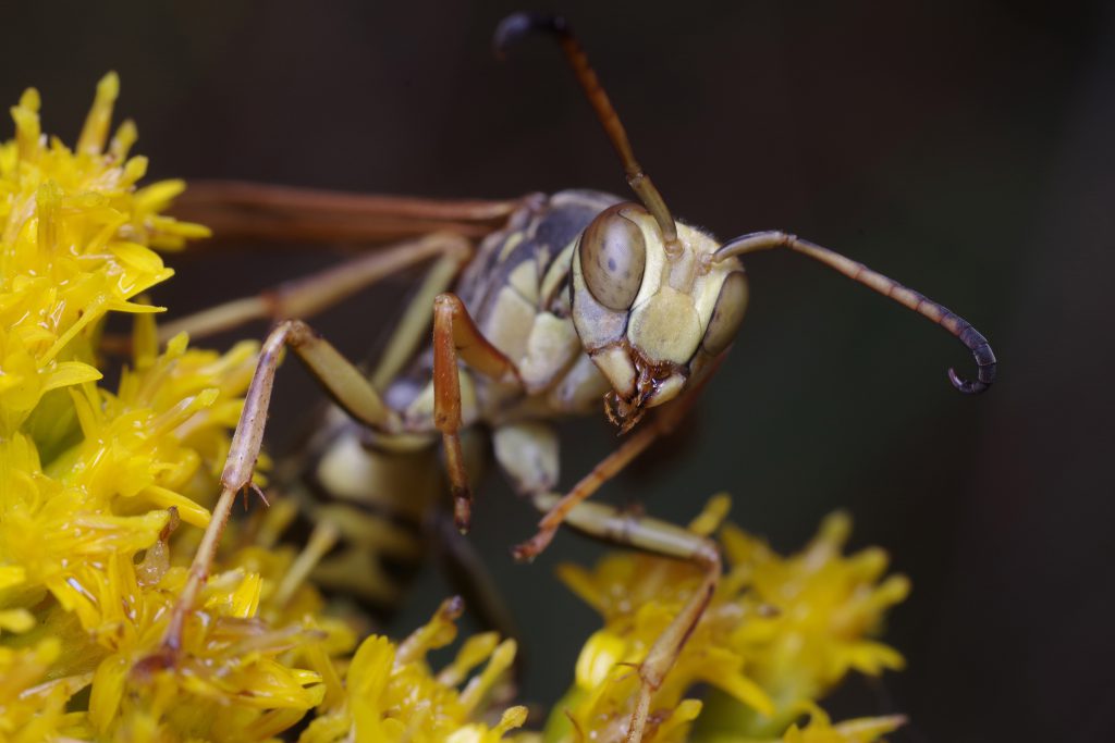 WASP PORTRAIT