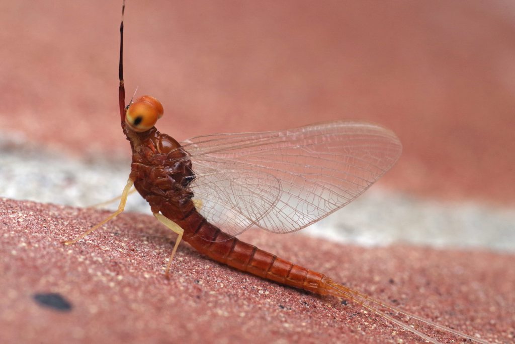 MAYFLY PLANE RIGHT